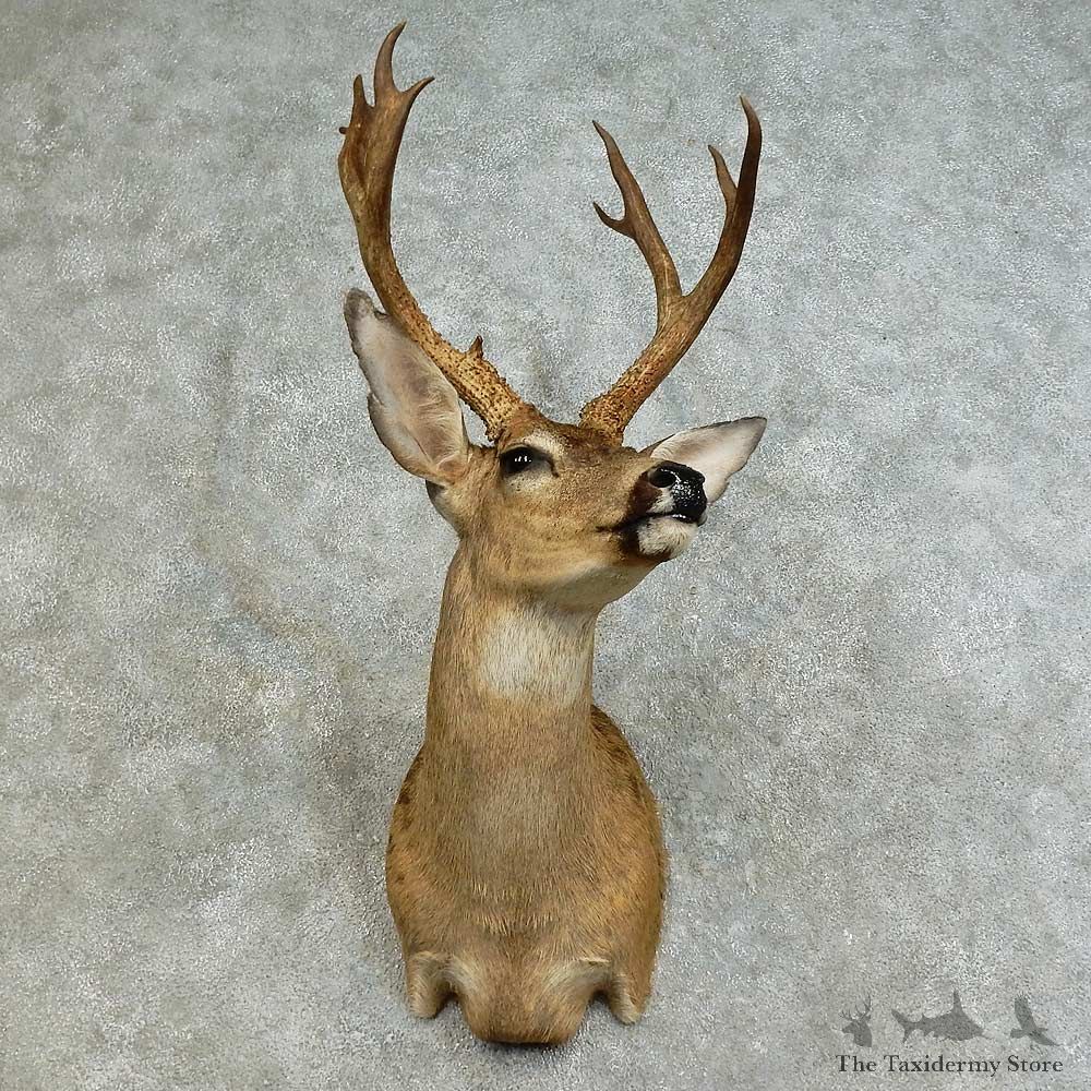 Mule Deer Shoulder Mount For Sale #16167 @ The Taxidermy Store