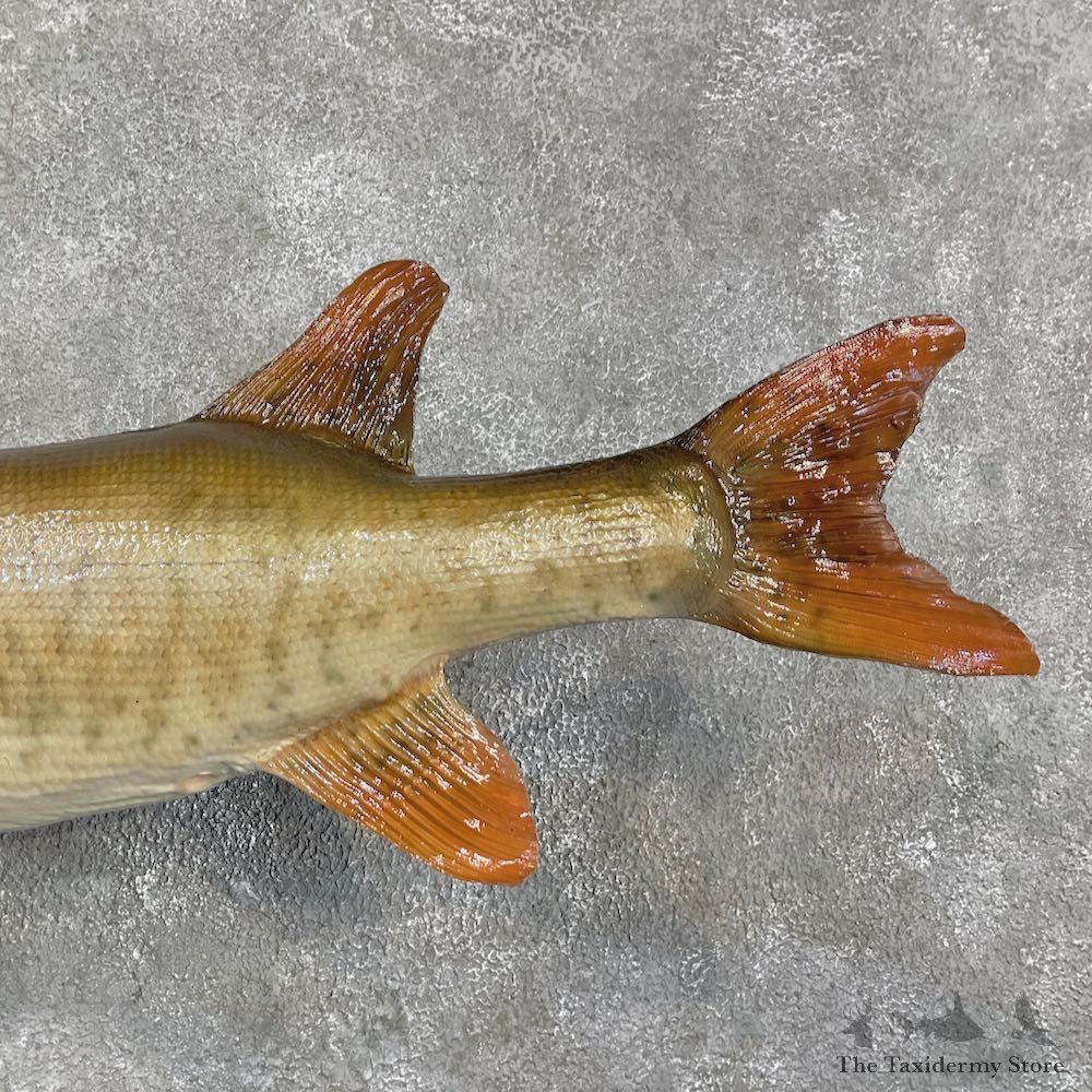 Musky Taxidermy Fish Mount For Sale #25929 @ The Taxidermy Store