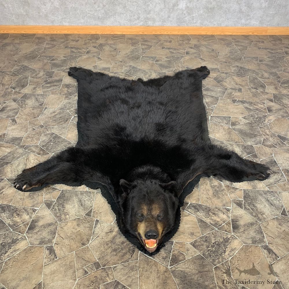 Black Bear Full-Size Rug For Sale #22694 @ The Taxidermy Store