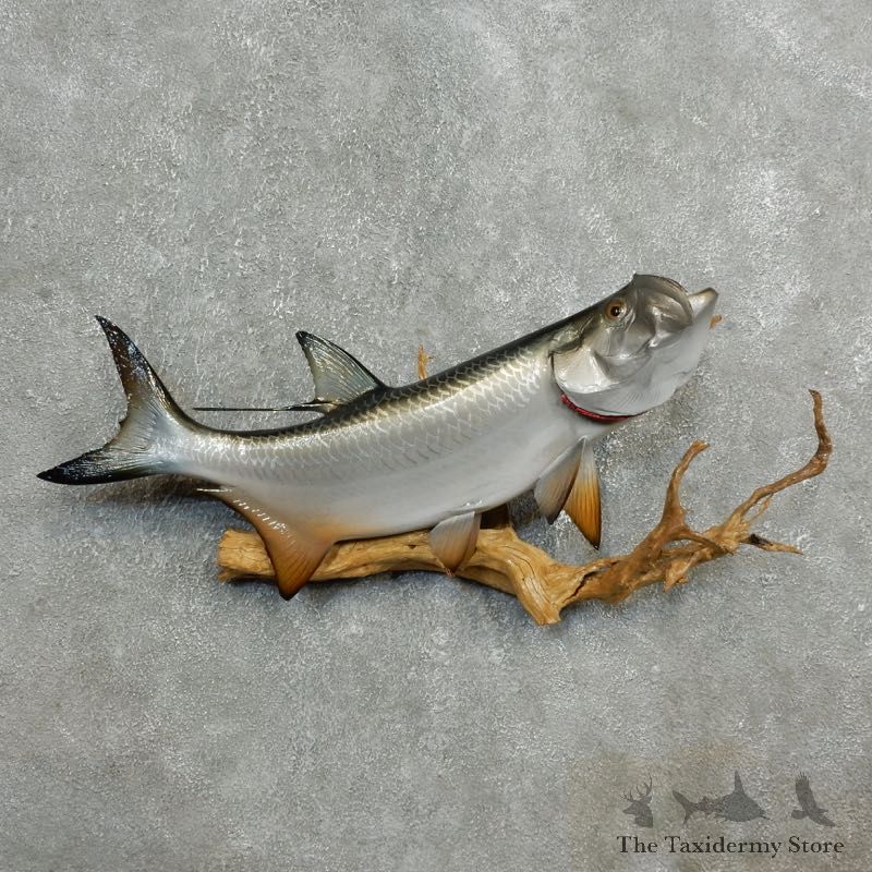 Atlantic Tarpon Fish Mount #17779 For Sale @ The Taxidermy Store