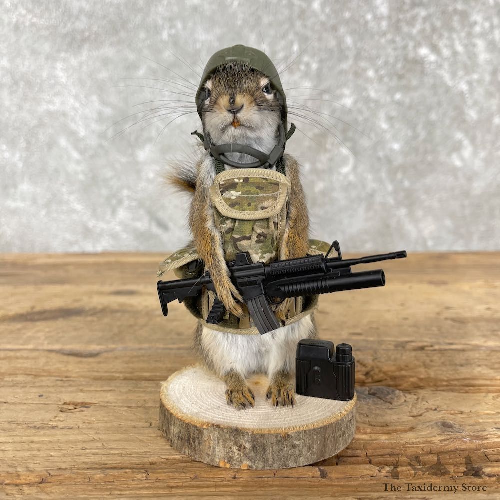 Patriot Squirrel Novelty Mount For Sale #26089 @ The Taxidermy Store