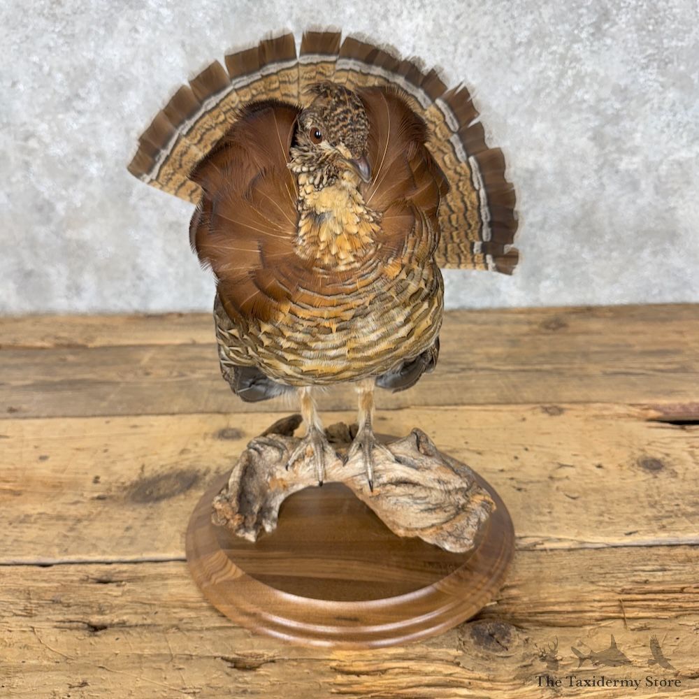 Ruffed Grouse Bird Mount For Sale #30181 @ The Taxidermy Store