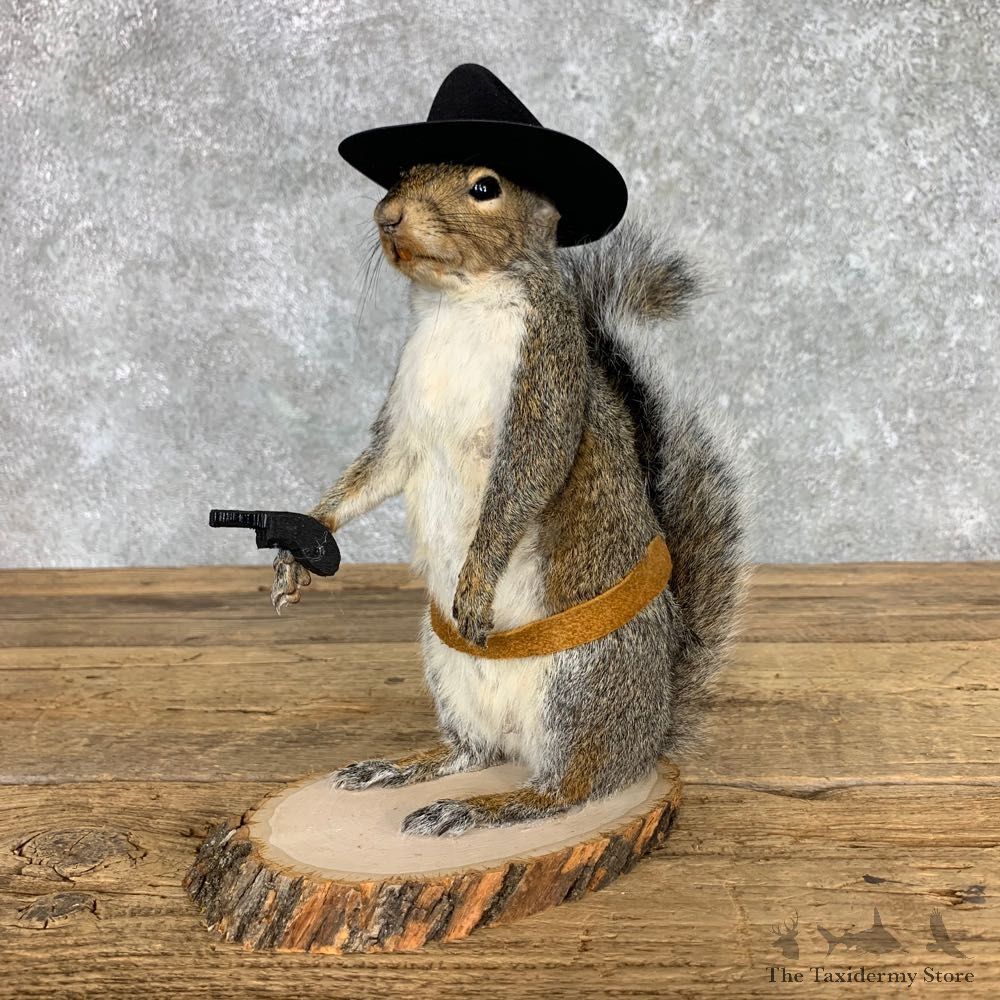 Cowboy Squirrel Novelty Mount For Sale #23459 @ The Taxidermy Store