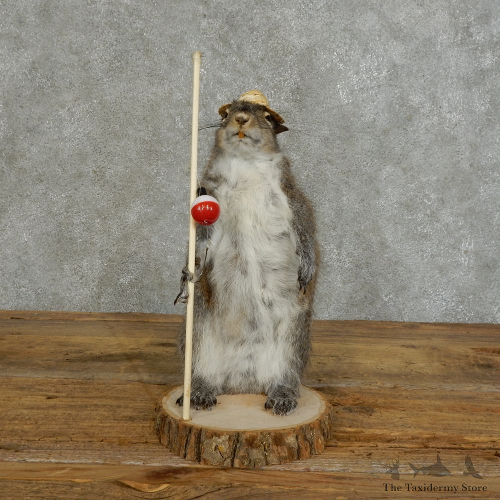 Fishing Squirrel Novelty Mount For Sale #16111 @ The Taxidermy Store