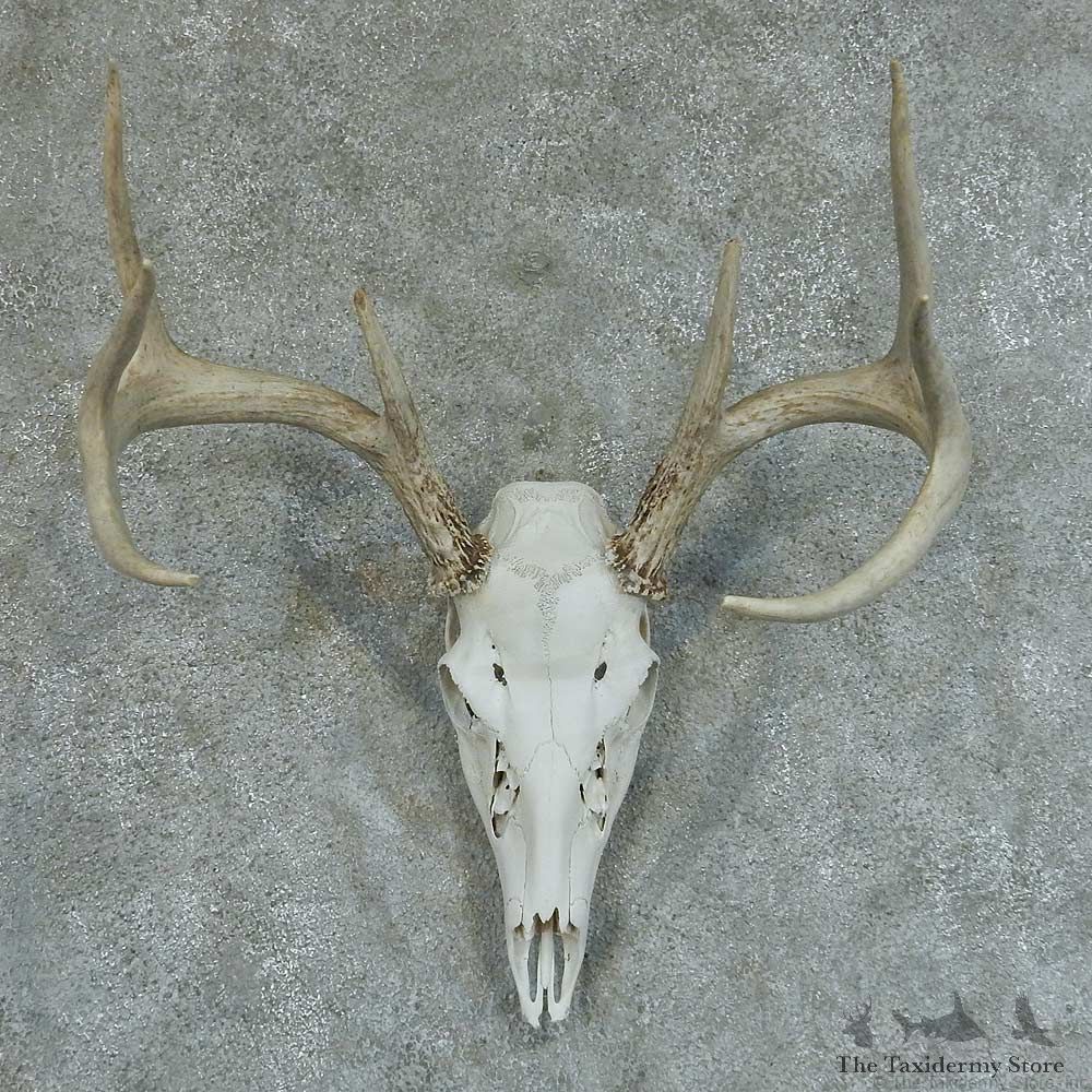 Whitetail Deer Skull & Antlers European Taxidermy Mount #13349 For Sale @ The Taxidermy Store
