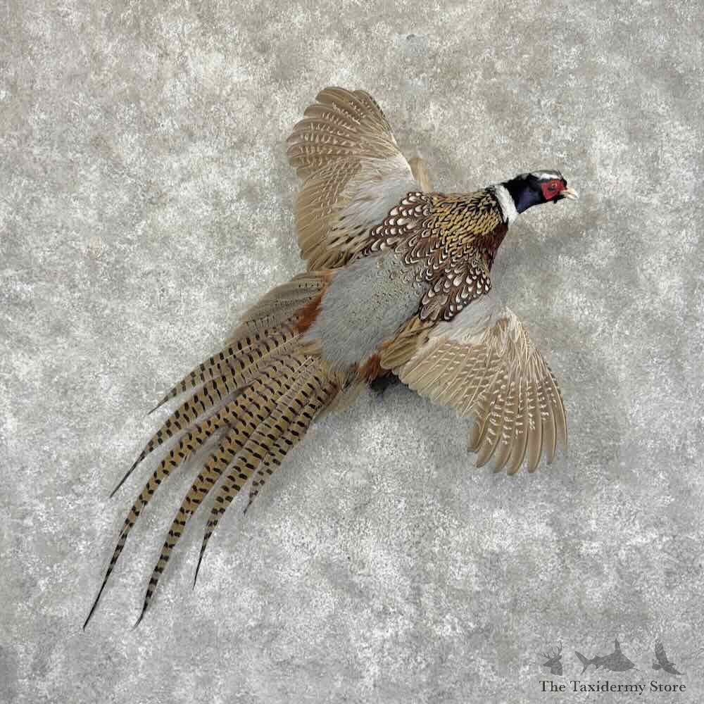 Ringneck Pheasant Bird Mount For Sale #31952 @ The Taxidermy Store