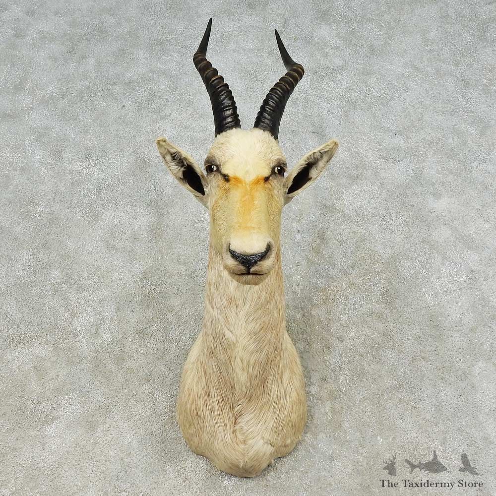 White Blesbok Shoulder Mount For Sale #16214 @ The Taxidermy Store