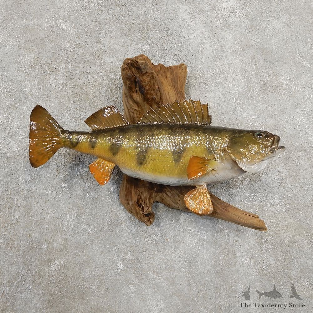 Yellow Perch Fish Mount For Sale #20909 @ The Taxidermy Store