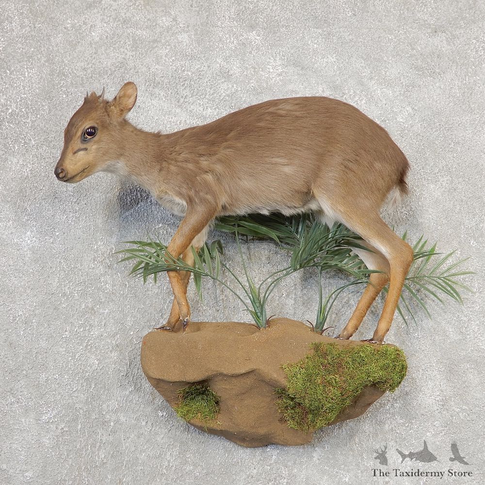 Blue Duiker Life-Size Mount For Sale #21159 @ The Taxidermy Store