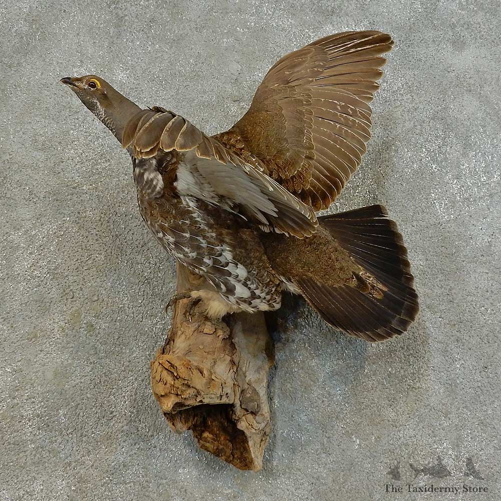 Blue Grouse Bird Mount For Sale #16429 @ The Taxidermy Store