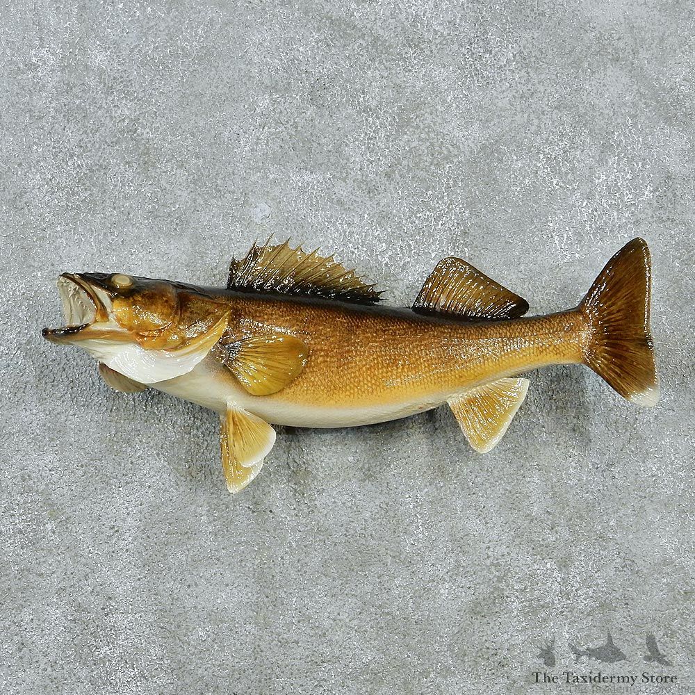Walleye Pike Taxidermy Fish Mount M1 #12827 For Sale @ The Taxidermy Store