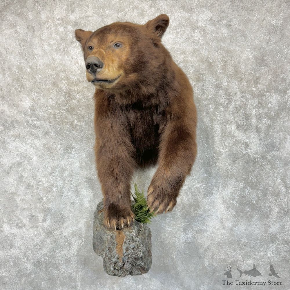 Cinnamon Black Bear 1/2 Life-Size Mount For Sale #29602 @ The Taxidermy Store