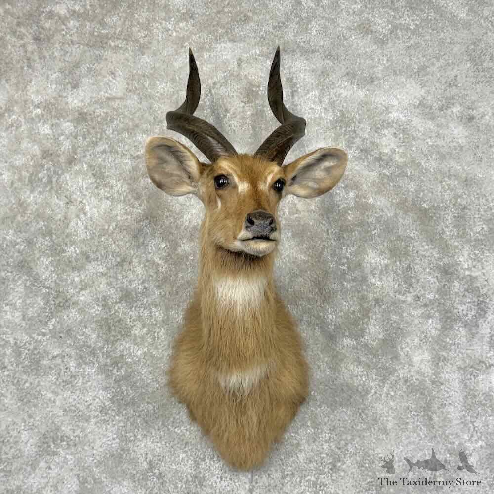 Zambezi Sitatunga Shoulder Mount For Sale #32011 @ The Taxidermy Store