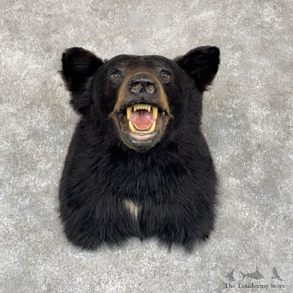 Black Bear Shoulder Mount For Sale #30031 @ The Taxidermy Store