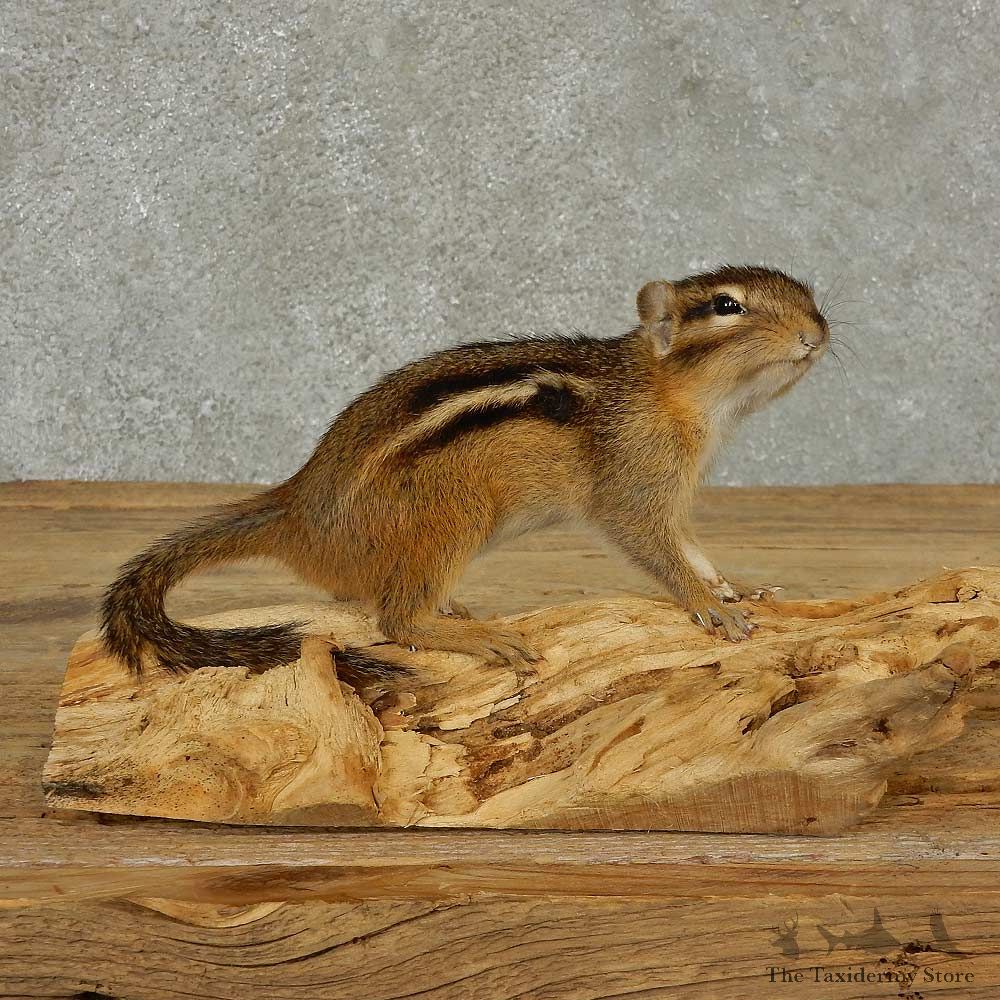 Chipmunk Life-Size Mount For Sale #16828 @ The Taxidermy Store