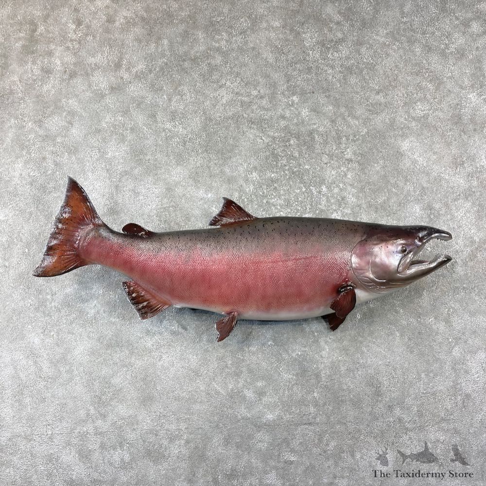 King Salmon Fish Mount For Sale #26121 @ The Taxidermy Store