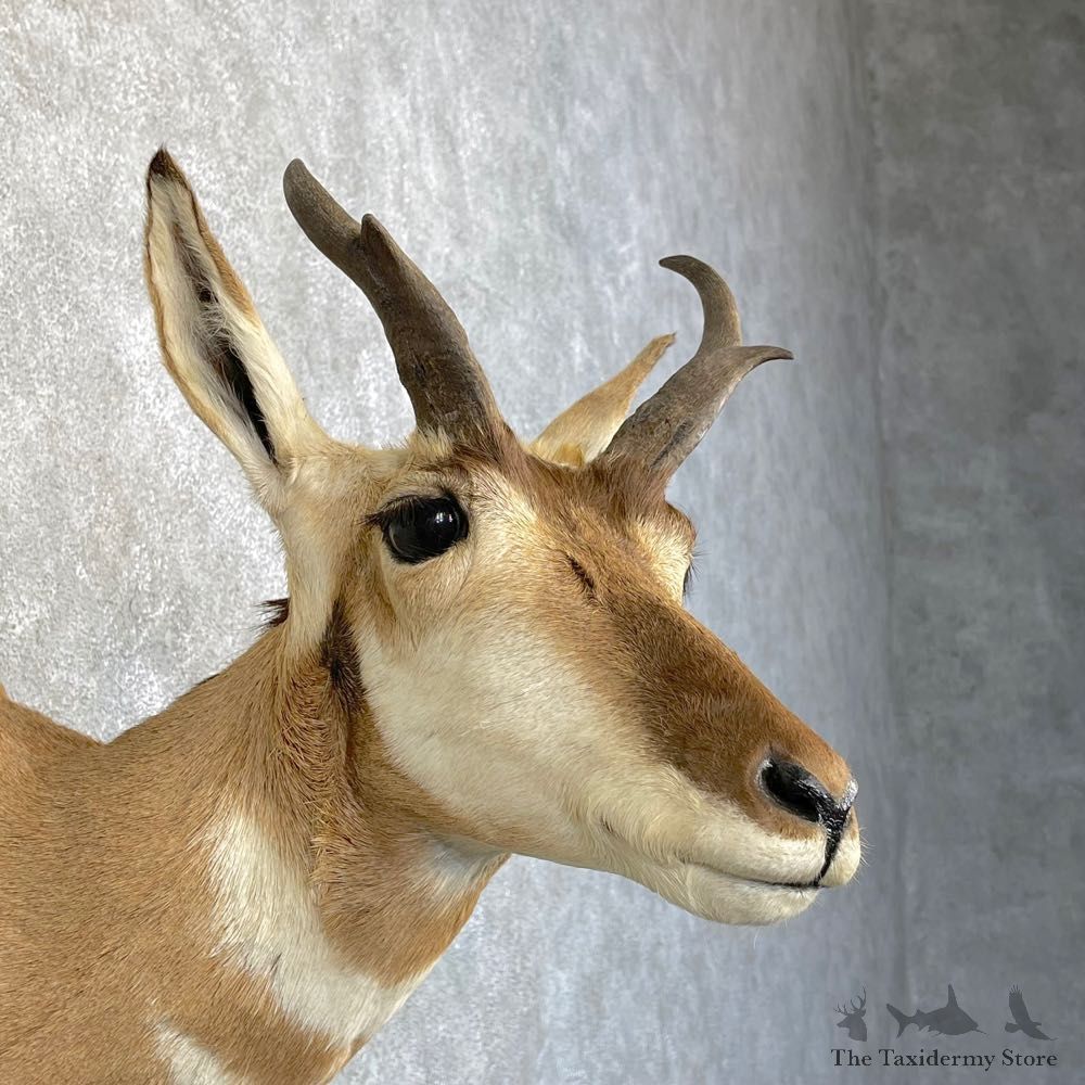 Pronghorn Taxidermy Shoulder Mount #25159 For Sale @ The Taxidermy Store