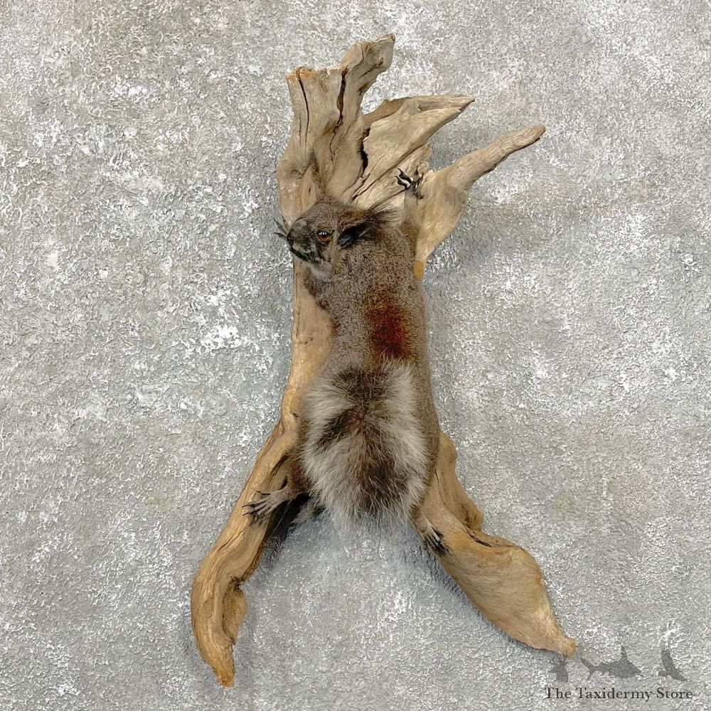 Abert's Squirrel Life-Size Mount For Sale #24820 @ The Taxidermy Store
