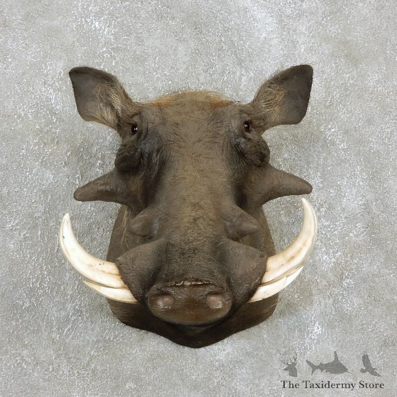 African Warthog Shoulder Mount For Sale #17965 @ The Taxidermy Store