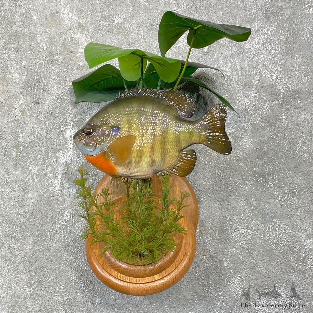 Bluegill Taxidermy Fish Mount #24802 For Sale @ The Taxidermy Store