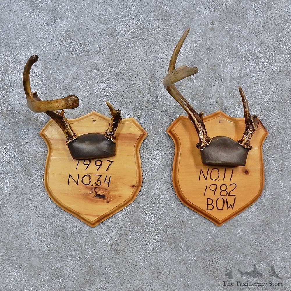 Whitetail Antler Plaque Mounts For Sale #15672 @ The Taxidermy Store