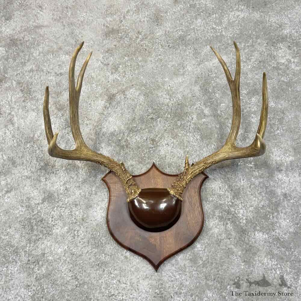 Mule Deer Antler Plaque Mount For Sale #30343 @ The Taxidermy Store