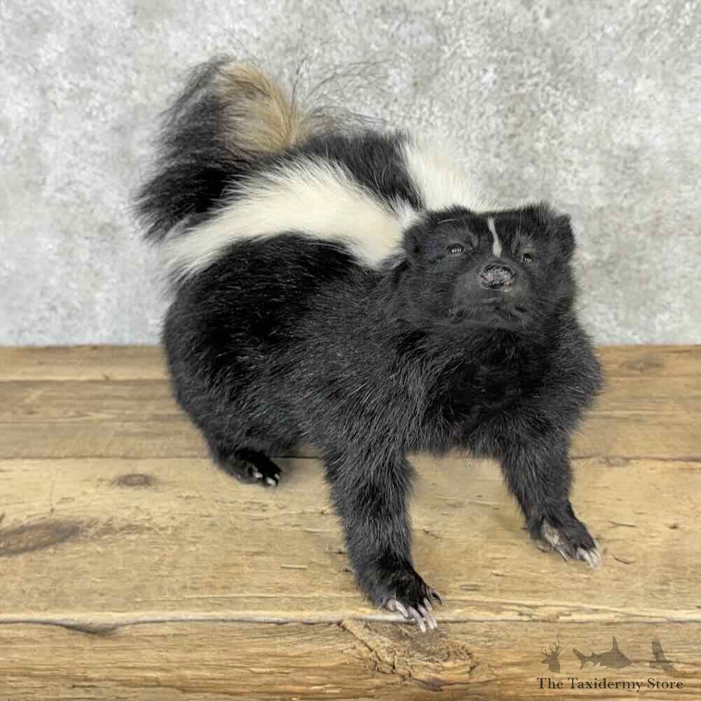 Striped Skunk Life Size Mount For Sale #32286 @ The Taxidermy Store