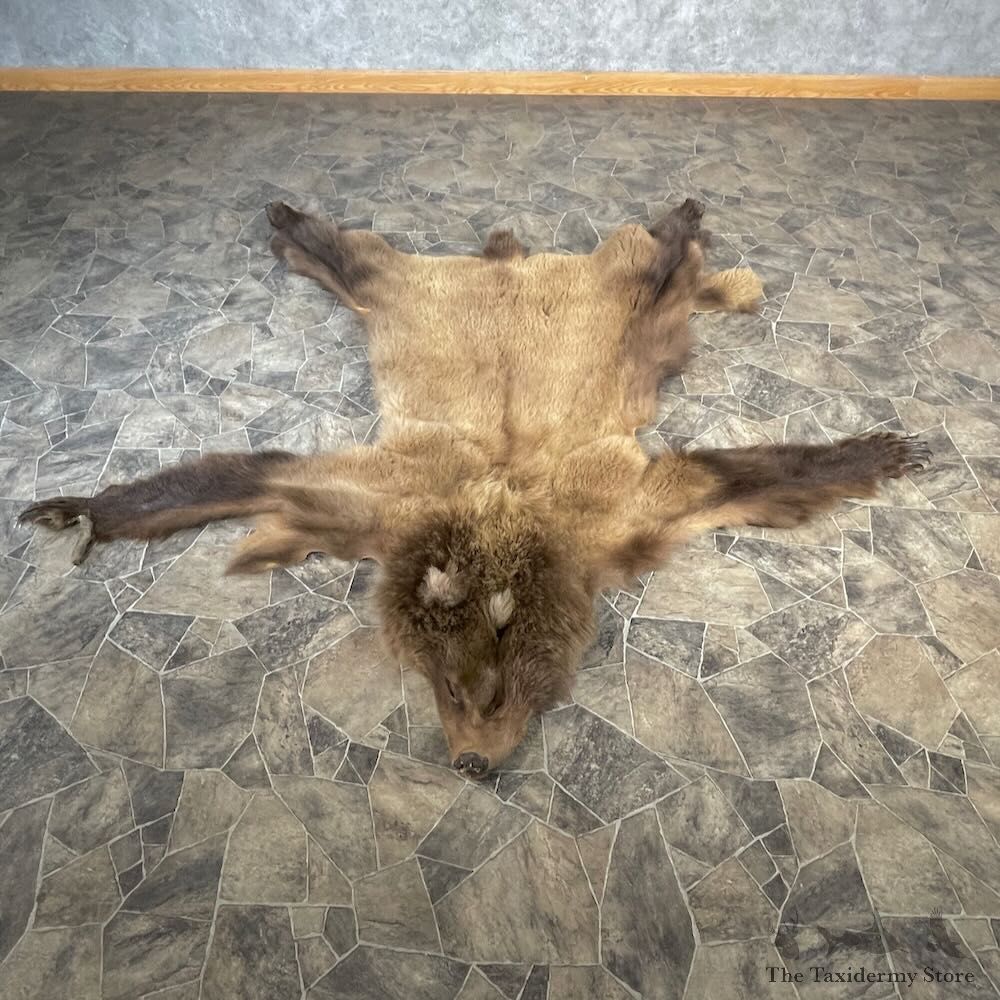 Grizzly Bear Full Size Hide For Sale #27887 @ The Taxidermy Store