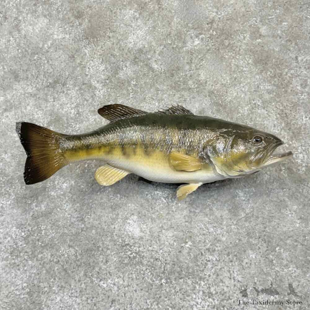 Largemouth Bass Fish Mount For Sale #31530 @ The Taxidermy Store