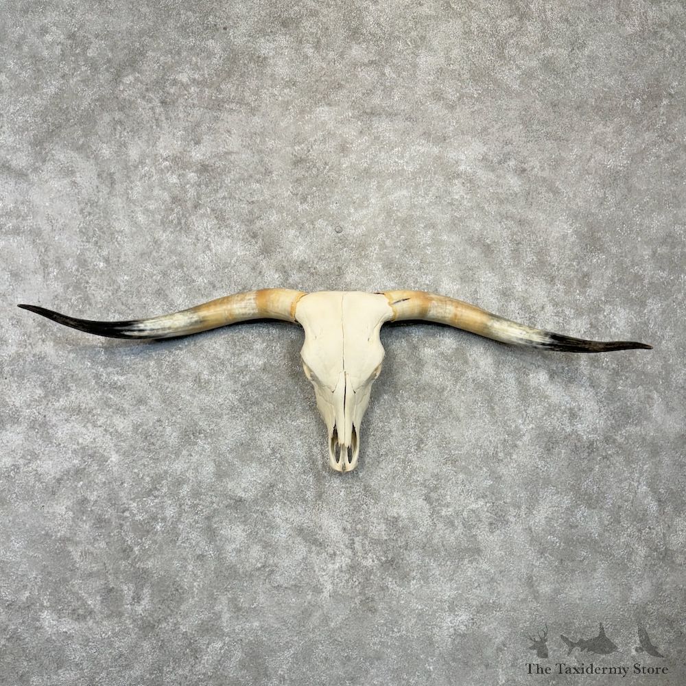 Longhorn Steer Skull European Mount For Sale #29720 @ The Taxidermy Store