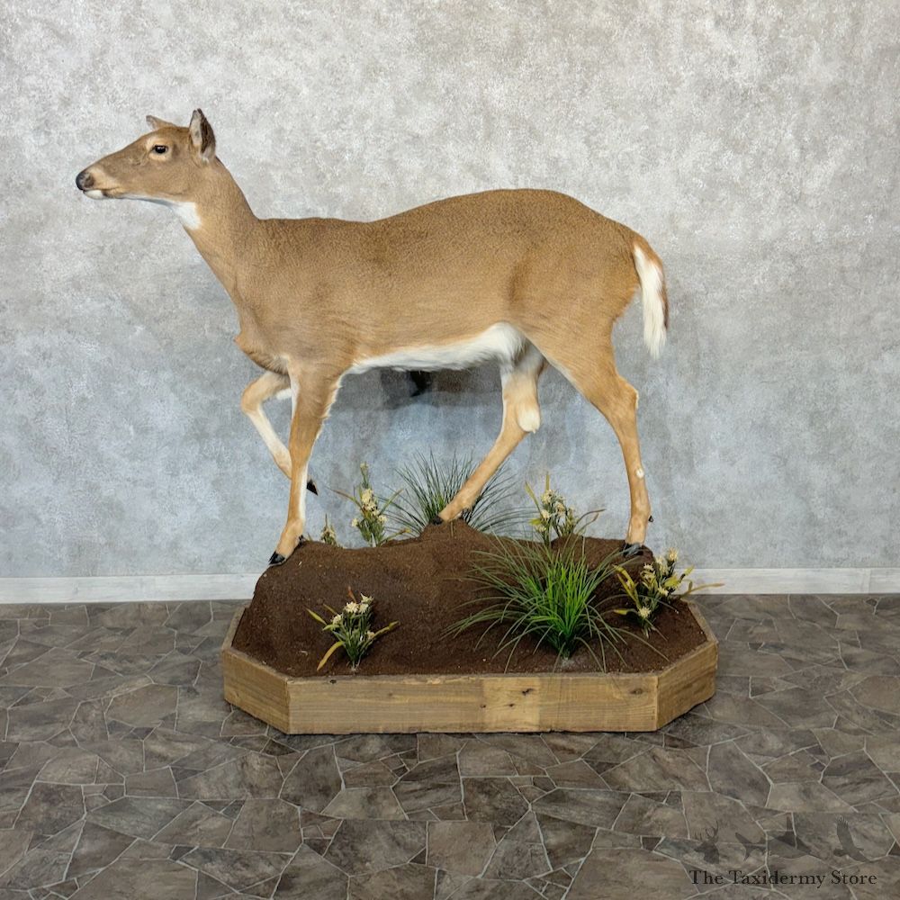 Whitetail Deer Doe Life-Size Mount For Sale #29732 @ The Taxidermy Store