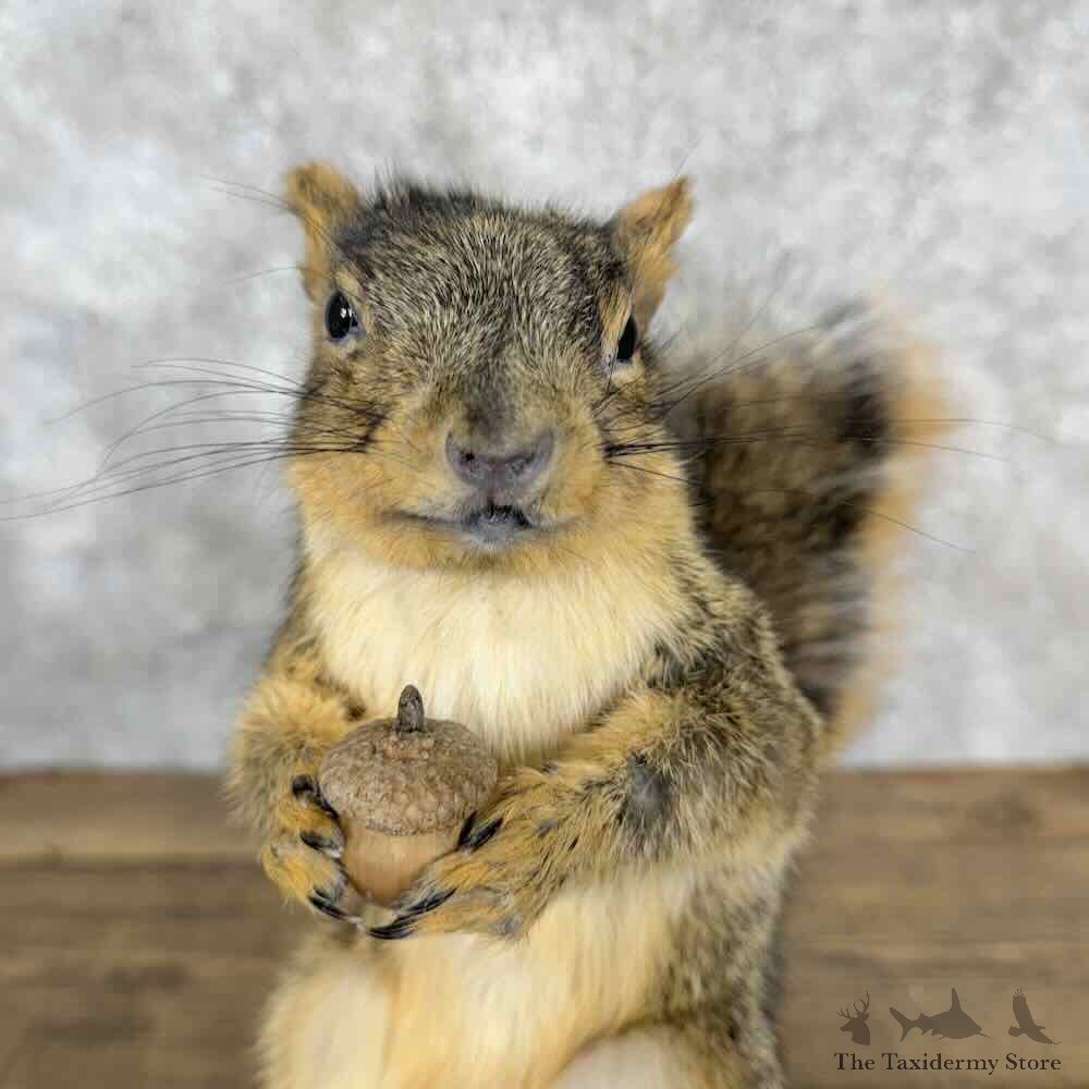 Fox Squirrel Life-Size Mount For Sale #30413 @ The Taxidermy Store