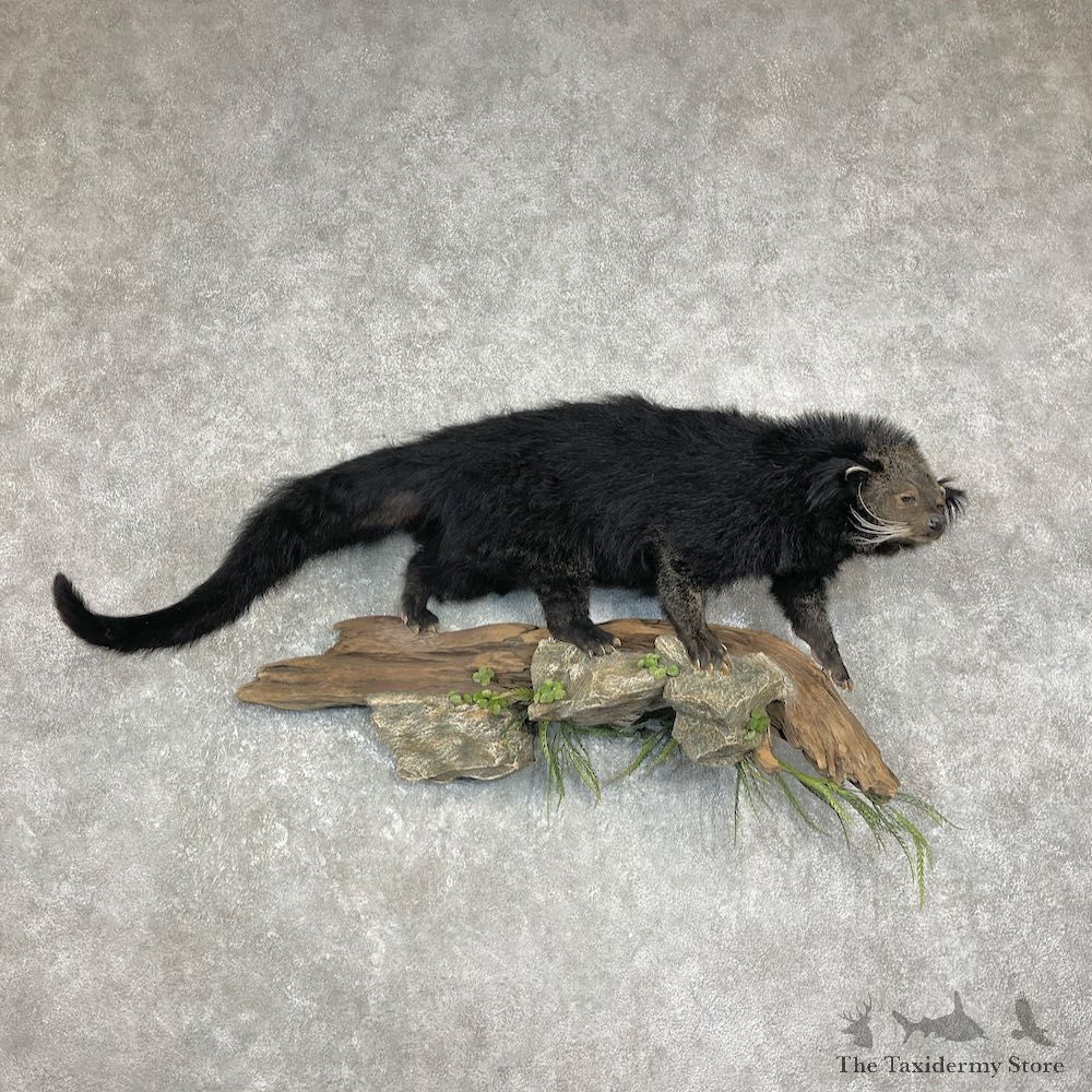 Bearcat Life-Size Mount For Sale #26244 @ The Taxidermy Store