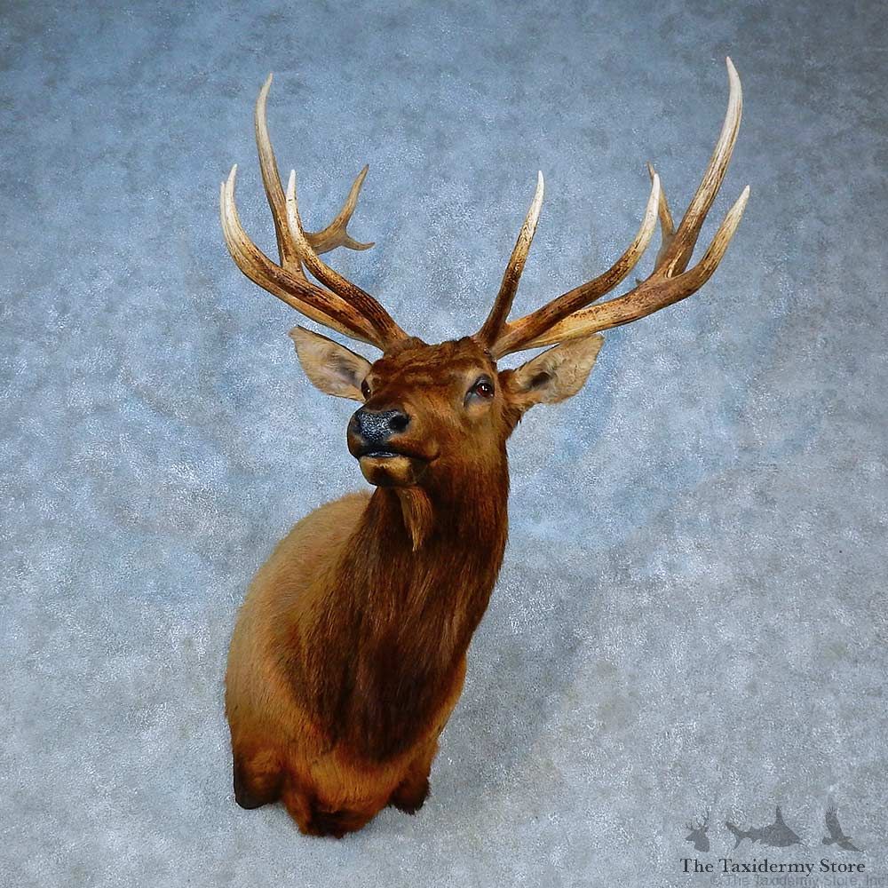 Rocky Mountain Elk Shoulder Mount For Sale #15507 @ The Taxidermy Store