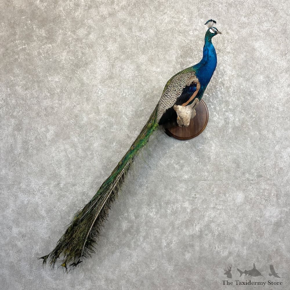 Blue Indian Peacock Bird Mount For Sale #27470 @ The Taxidermy Store