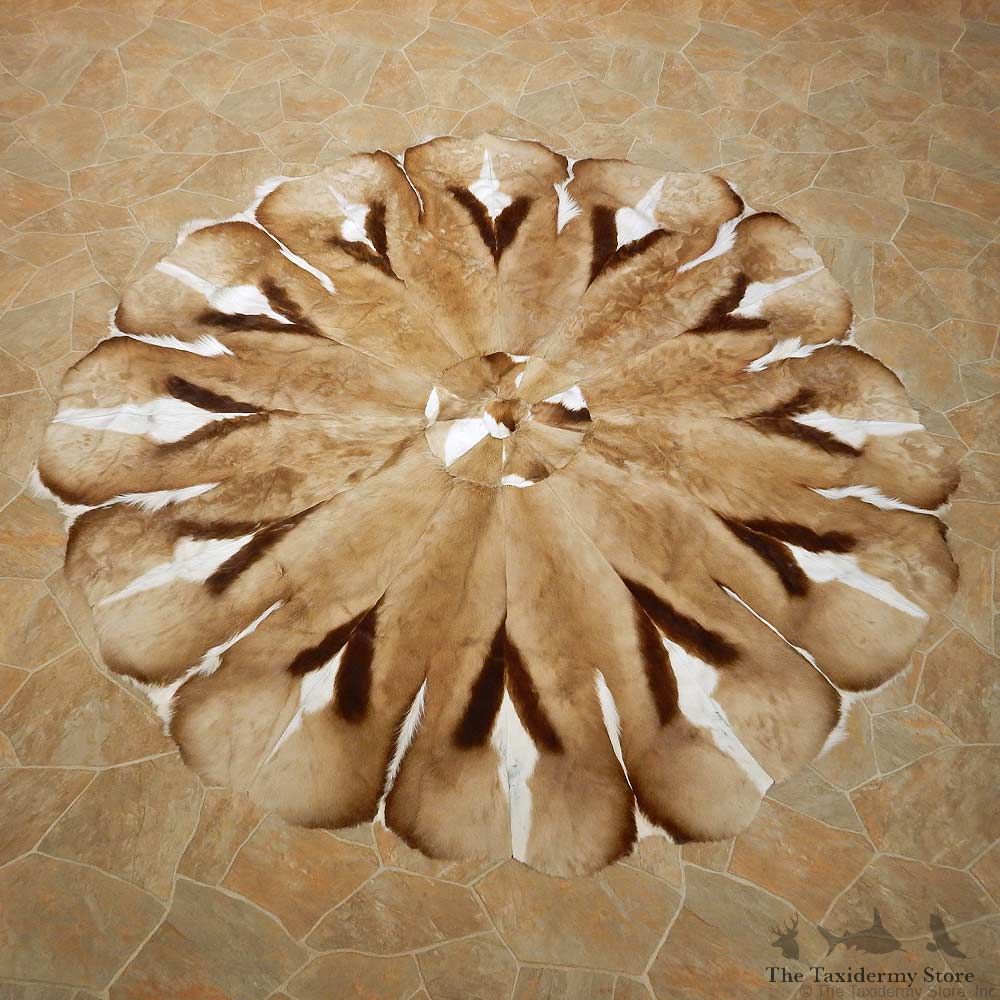 Springbok Hide Rug Mount For Sale #14901 @ The Taxidermy Store