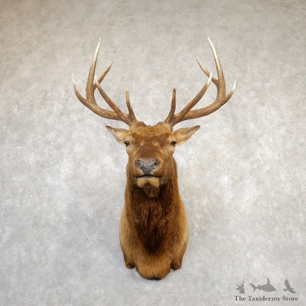 Rocky Mountain Elk Shoulder Mount For Sale #20287 @ The Taxidermy Store