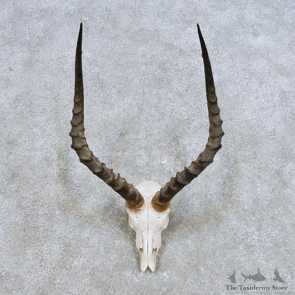 Impala Skull Horns European Mount For Sale #14387 @ The Taxidermy Store