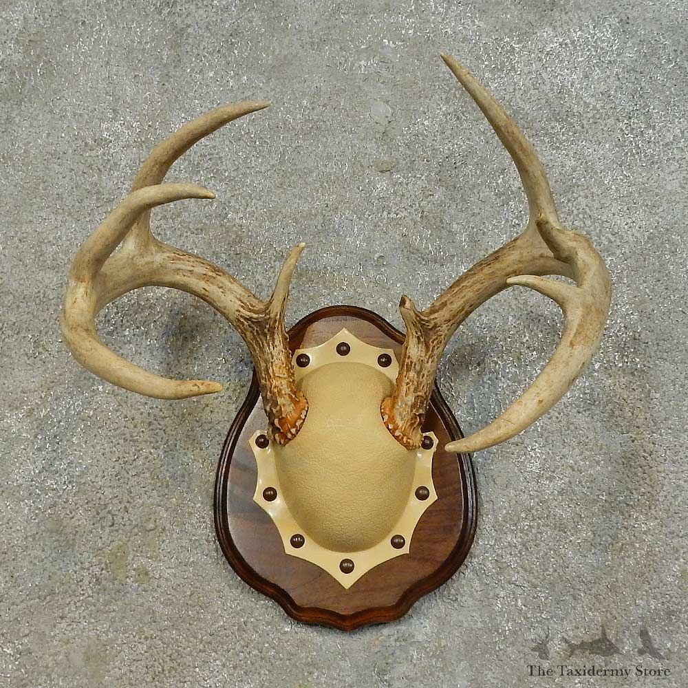 Whitetail Deer Antler Plaque Mount For Sale #16468 @ The Taxidermy Store