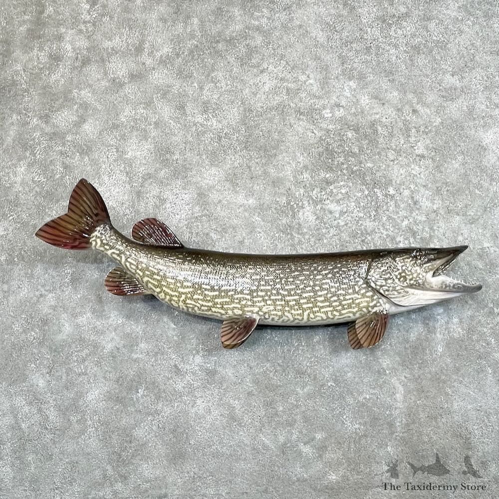 Northern Pike Fish Mount For Sale #27534 @The Taxidermy Store