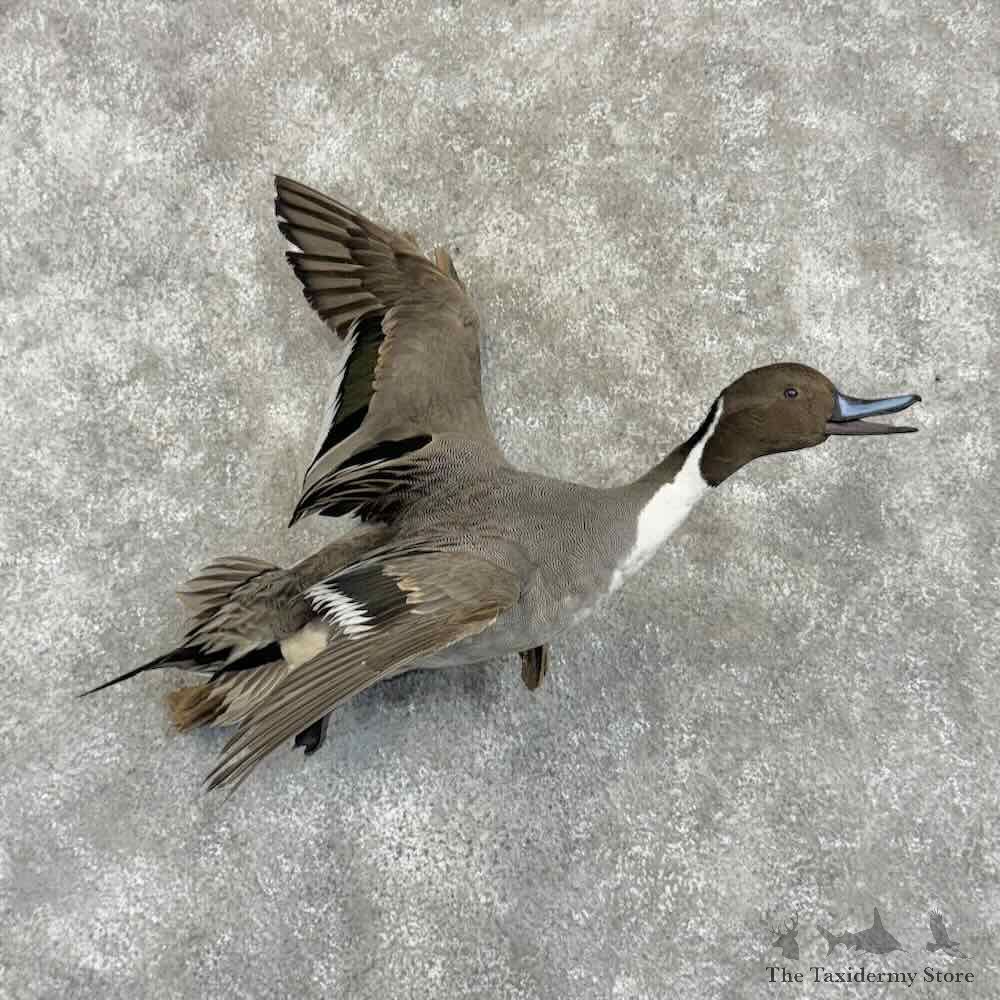Northern Pintail Duck Bird Mount For Sale #31046 @ The Taxidermy Store