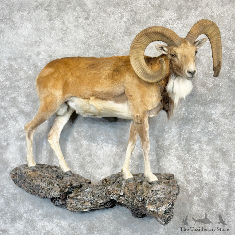 Red Sheep Ram Life-Size Mount For Sale #28966 @ The Taxidermy Store