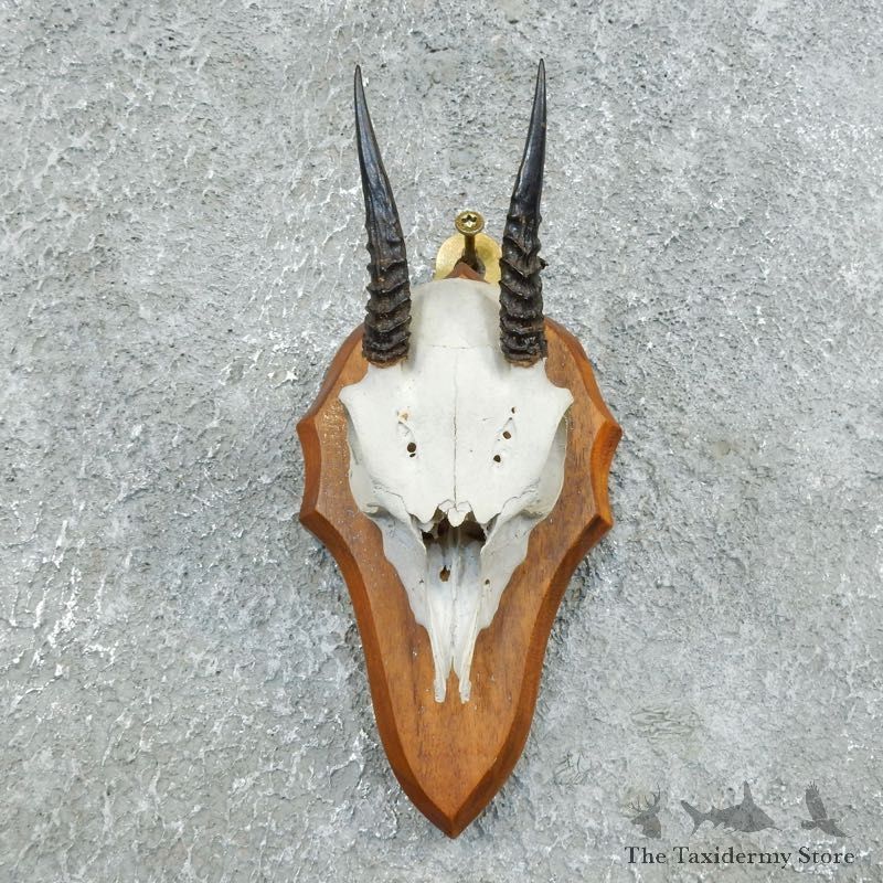 African Dik Dik Skull Mount For Sale #18387 @ The Taxidermy Store