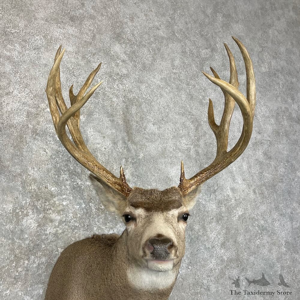 Mule Deer Shoulder Mount For Sale #28007 @ The Taxidermy Store