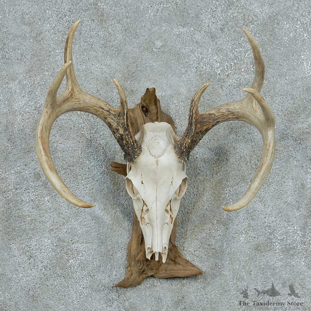 Whitetail Deer Skull & Antler European Mount #13765 For Sale @ The Taxidermy Store