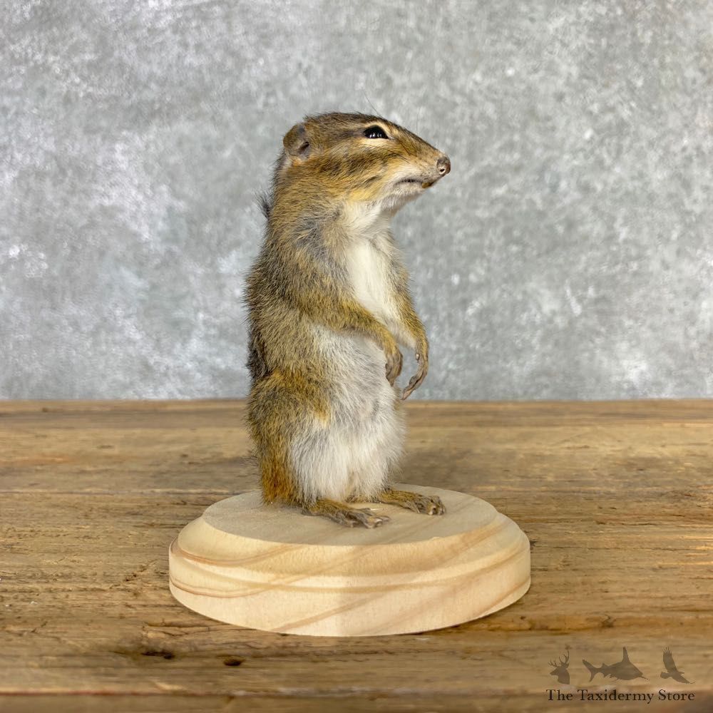 Chipmunk Life-Size Mount For Sale #23236 @ The Taxidermy Store