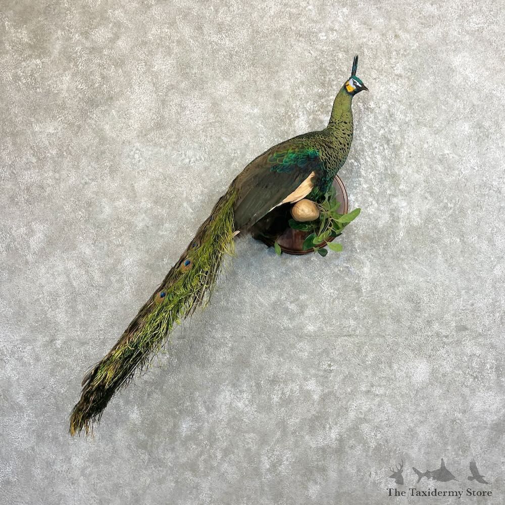 Green Indian Peacock Bird Mount For Sale #27469 @ The Taxidermy Store
