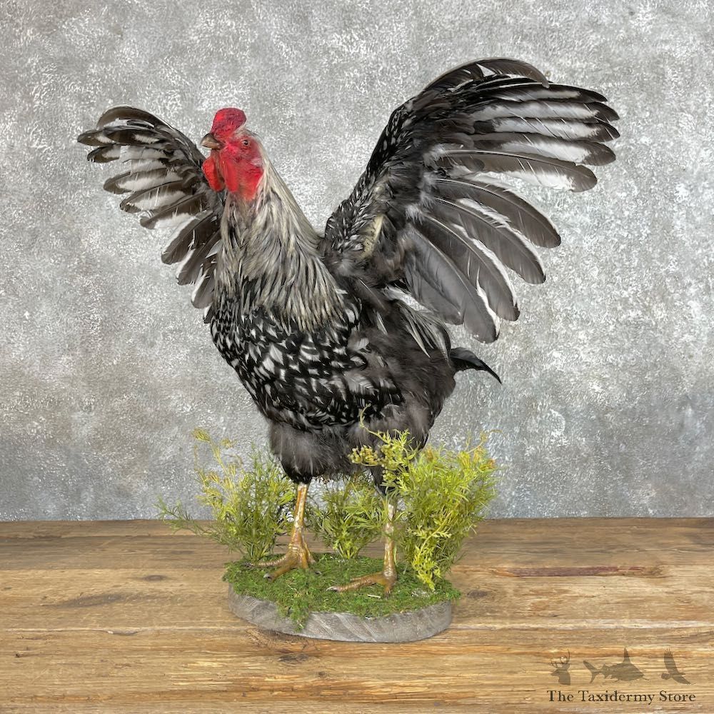 Silver Laced Wyandotte Chicken Rooster Bird Mount For Sale #25346 @ The Taxidermy Store