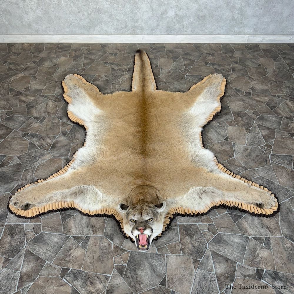 Mountain Lion Full-Size Rug For Sale #29760 @ The Taxidermy Store