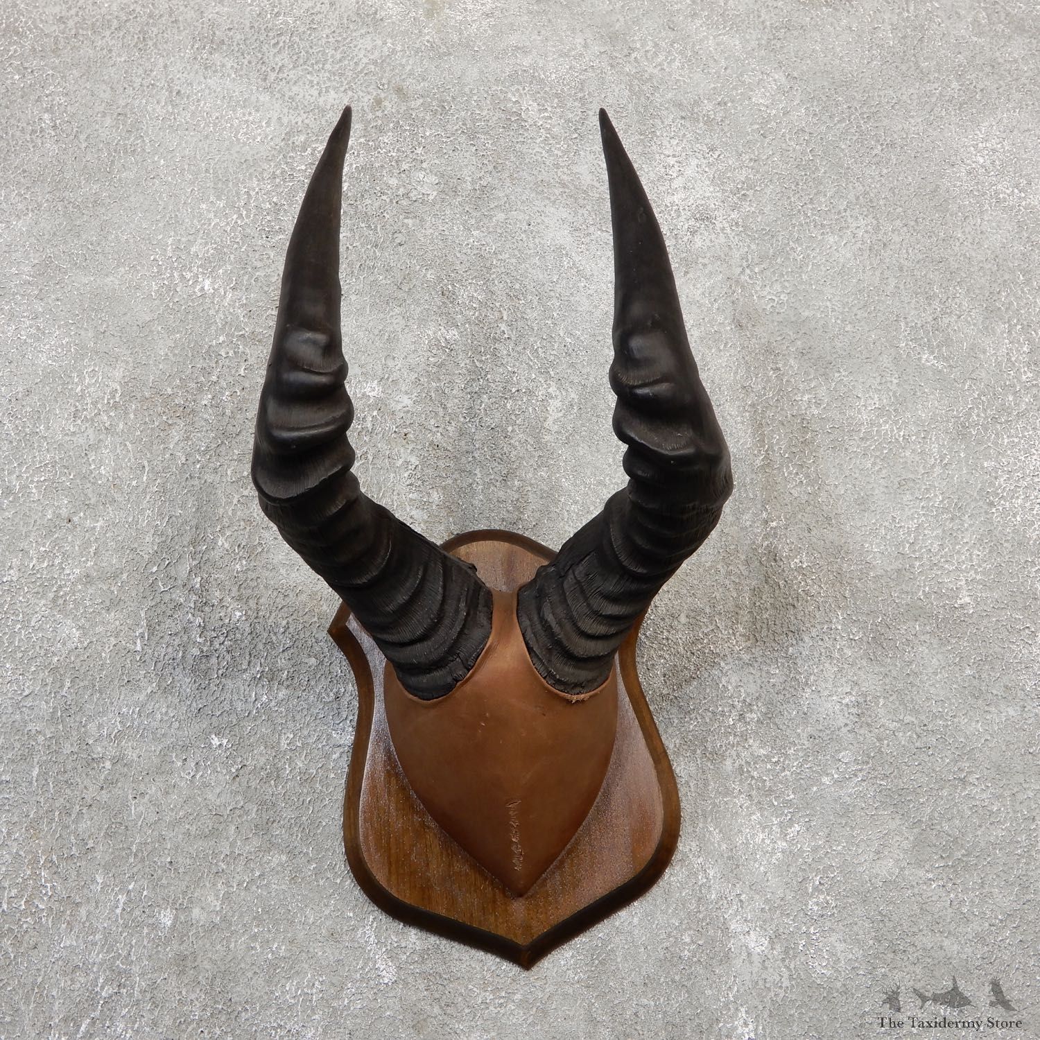 Hartebeest Plaque Mount For Sale #20067 @ The Taxidermy Store